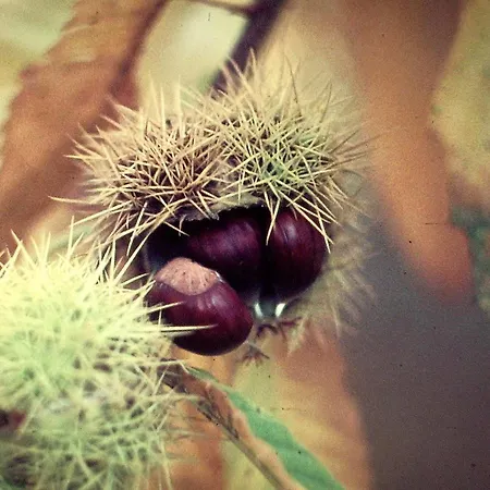 I Faggi Rossi 公寓 法纳诺