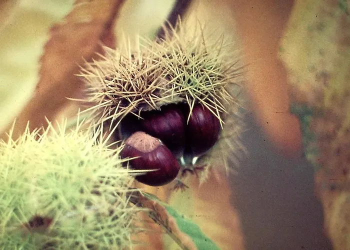 I Faggi Rossi 公寓 法纳诺